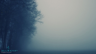 Misty-weather-and-Trees-wallpaper